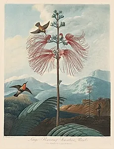 Large Flowering Sensitive Plant, Plate 16