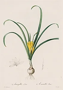 Les Liliacées:  Amaryllis Lutes by Henry Joseph Redouté (French, 1766–1853)