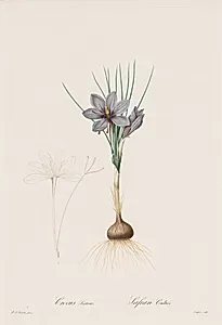 Les Liliacées:  Crocus Sativus by Henry Joseph Redouté (French, 1766–1853)