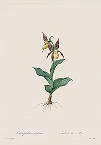 Les Liliacées:  Cypripedium calceolus by Henry Joseph Redouté (French, 1766–1853)