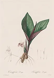 Les Liliacées:  Kaempferia longa