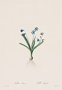 Les Liliacées:  Scilla amaena