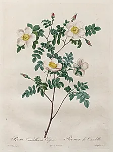 Les Roses:  Rosa Candolleana Elegans