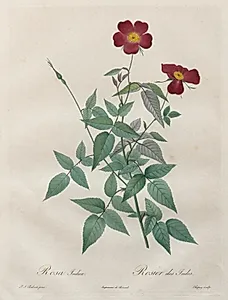 Les Roses:  Rosa indica