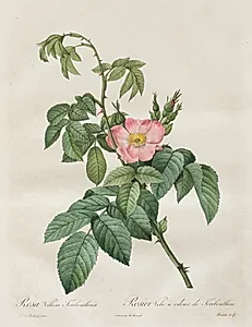Les Roses:  Rosa Villosa Terebenthina by Henry Joseph Redouté (French, 1766–1853)
