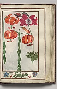 Lily, Anemone, Borage, and Caterpillar, with Floral Border, folio 19 (recto), from Florilegium (A Book of Flower Studies) by Unknown Artist