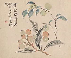 Loquat Tree of Japan