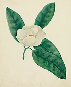 Magnolia by Mary Altha Nims (American, 1817–1907)