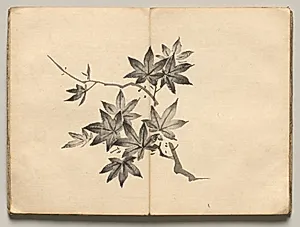 Maple from Ōkyo Picture Book by Maruyama Ōkyo (Japanese, 1733–1795)