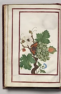 Morning Glory, Cluster of Grapes, and Spider, folio 10 (verso), from Florilegium (A Book of Flower Studies) by Unknown Artist