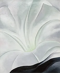 Morning Glory with Black