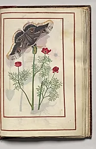 Moth with Poppies?, folio 29 (recto), from Florilegium (A Book of Flower Studies) by Unknown Artist