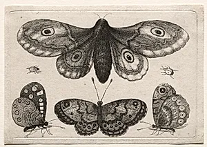 Muscarum Scarabeorum, vermiumque Variae Figure & Formae: A Moth, Three Butterflies and Two Beetles by Wenceslaus Hollar (Bohemian, 1607–1677)