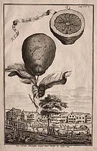 Nurnbergische Hesperides:  La Luchetta Imoperiale by Joseph de Montalegre (Hungarian)