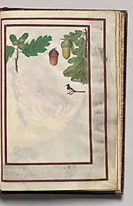 Oak Leaves, Acorns, and Bird, folio 44 (recto), from Florilegium (A Book of Flower Studies) by Unknown Artist