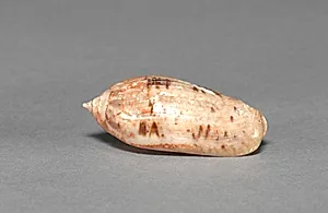 Offering Group: Small Shell by Unknown Artist