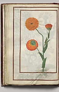 Orange Caligula, folio 22 (verso), from Florilegium (A Book of Flower Studies) by Unknown Artist