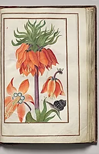 Orange Fritillaria Imperialis (Crown Imperial), Snail, and Bug, folio 20 (recto), from Florilegium (A Book of Flower Studies) by Unknown Artist