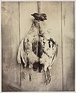 Partridges (recto) by Captain N. Baily (British)