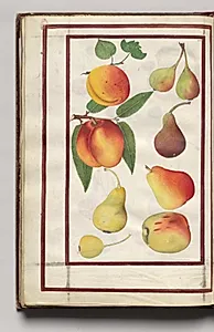 Peaches, Pears, and Figs, folio 47 (verso), from Florilegium (A Book of Flower Studies) by Unknown Artist