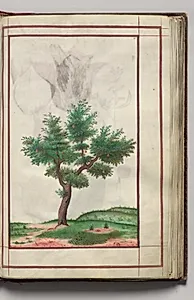 Pear Tree in Landscape, folio 13 (recto), from Florilegium (A Book of Flower Studies) by Unknown Artist