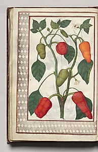 Pepper Plant with Geometric Border, folio 46 (verso), from Florilegium (A Book of Flower Studies) by Unknown Artist