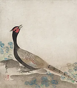 Pheasant