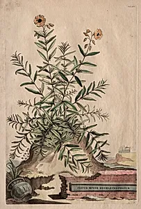 Phytographia Curiosa:  Cistus Minor Rosmarini-Folius by Abraham Munting (Dutch, 1626–1683)
