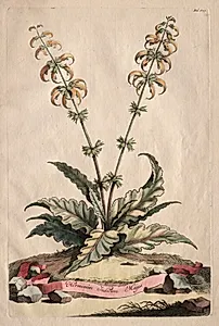 Phytographia Curiosa:  Horminum Indicum Majus