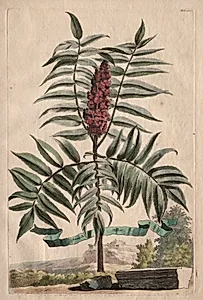 Phytographia Curiosa:  Sumach Arbor