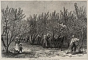Picking Peaches in Delaware by Winslow Homer (American, 1836–1910)