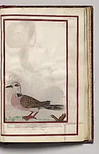 Pink Breasted Bird, folio 39 (recto), from Florilegium (A Book of Flower Studies) by Unknown Artist