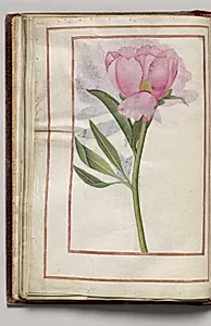 Pink Peony, folio 17 (verso), from Florilegium (A Book of Flower Studies) by Unknown Artist