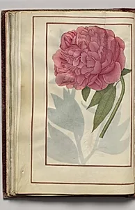 Pink Peony, folio 24 (verso), from Florilegium (A Book of Flower Studies) by Unknown Artist