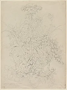 Plant Study by Eugene Bléry (French, 1805–1886)
