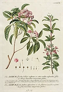 Plantae Selectae:  No. 38