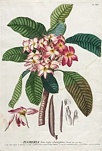 Plantae Selectae:  No. 41