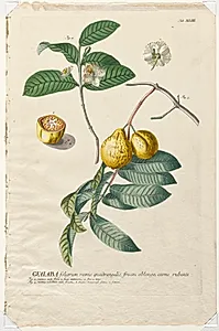 Plantae Selectae:  No. 43 - Guaiaba by Georg Dionysius Ehret (German, 1708–1770)