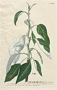 Plantae Selectae:  No. 46 - Tacamahaca by Georg Dionysius Ehret (German, 1708–1770)