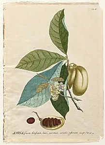 Plantae Selectae:  No. 5 - Anona by Georg Dionysius Ehret (German, 1708–1770)