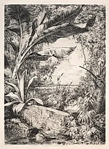 Plants of the Greenhouse by Jules Jacquemart (French, 1837–1880)