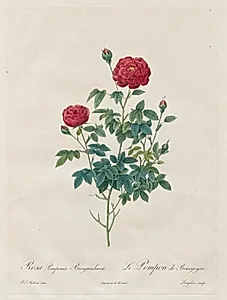 Pompon Rose by Henry Joseph Redouté (French, 1766–1853)