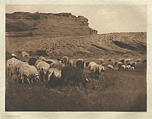 Portfolio I, Plate 33: Navaho Flocks by Edward S. Curtis (American, 1868–1952)