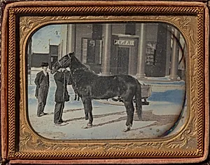 Prize Horse in winter, Chemung County, New York by Unknown Artist