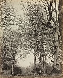 Queen Adelaide's Beech by James Sinclair, 14th Earl of Caithness (British, 1821–1881)