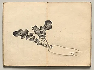 Radish from Ōkyo Picture Book by Maruyama Ōkyo (Japanese, 1733–1795)