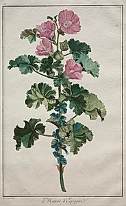 Recueil de vingtquatre plantes et fleurs:  Mallow by de Seve (French)
