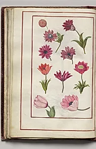 Red and Pink Anemones, folio 23 (verso), from Florilegium (A Book of Flower Studies) by Unknown Artist