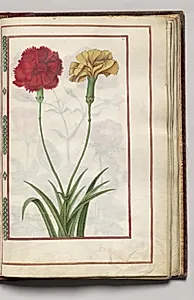 Red and Yellow Carnations, folio 33 (recto), from Florilegium (A Book of Flower Studies) by Unknown Artist