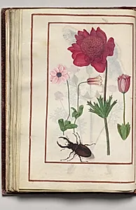 Red Anemones? with Stag Beetle, folio 29 (verso), from Florilegium (A Book of Flower Studies) by Unknown Artist